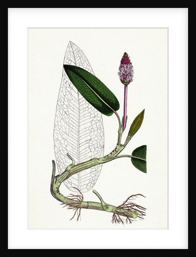 Polygonum Amphibium Natans Amphibious Bistort Aquatic Form by Anonymous