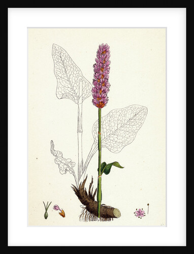 Polygonum Bistorta Common Bistort by Anonymous