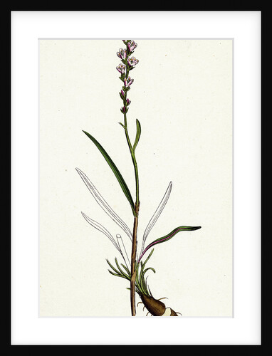 Polygonum Viviparum Viviparous Bistort by Anonymous