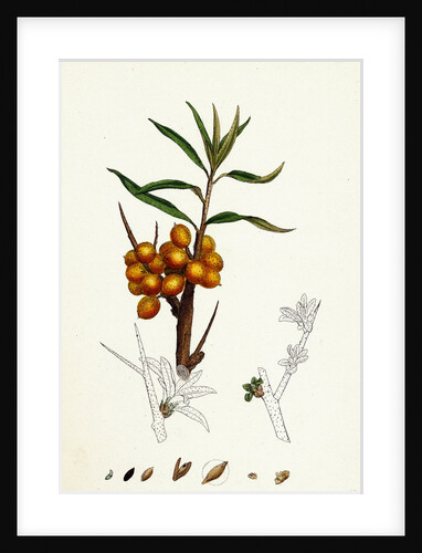 Hippophyäe Rhamnoides Sea Buckthorn by Anonymous