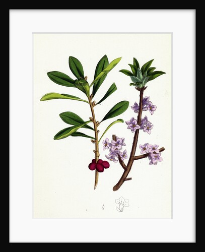 Daphne Mezereum Mezereon by Anonymous