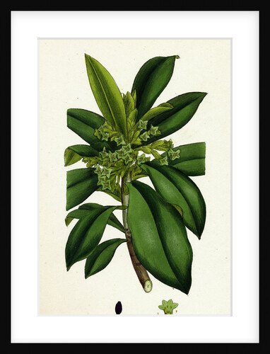 Daphne Laureola Spurge Laurel by Anonymous