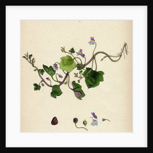 Linaria Cymbalaria Ivy-Leaved Toadflax by Anonymous