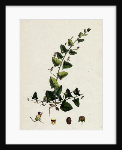 Linaria Elatine Sharp-Leaved Fluellin by Anonymous