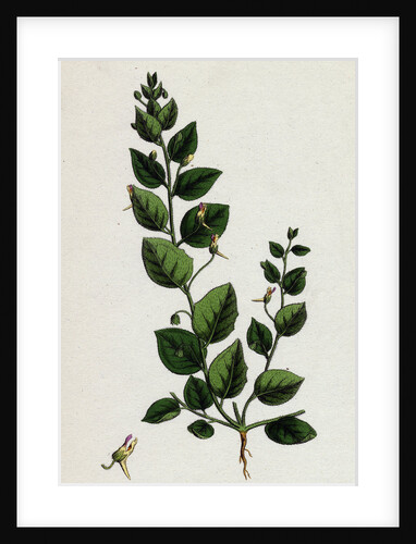 Linaria Spuria Round-Leaved Fuellin by Anonymous