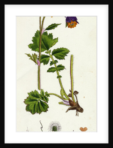 Geum Rivale Water Avens by Anonymous