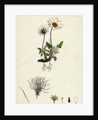 Dryas Octopetala Mountain Avens by Anonymous