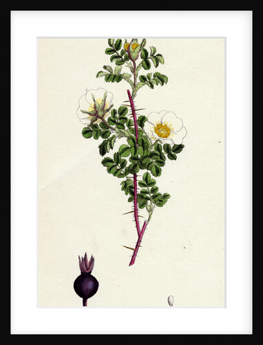 Rosa Spinosissima Common Burnet-Rose by Anonymous