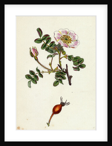 Rosa Rubella Red Fruited Burnet-Rose by Anonymous