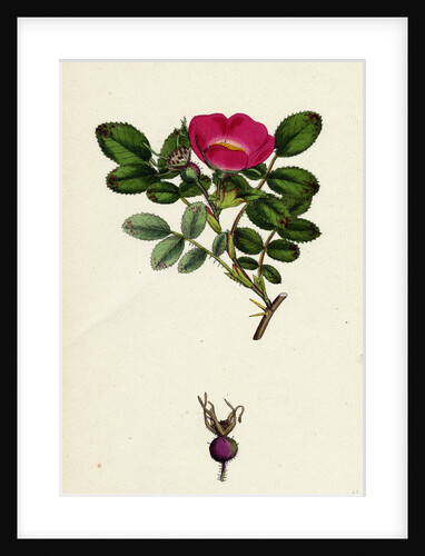 Rosa Mollissima Soft-Leaved Rose by Anonymous