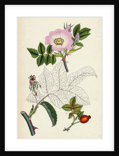 Rosa Canina Common Dog-Rose by Anonymous