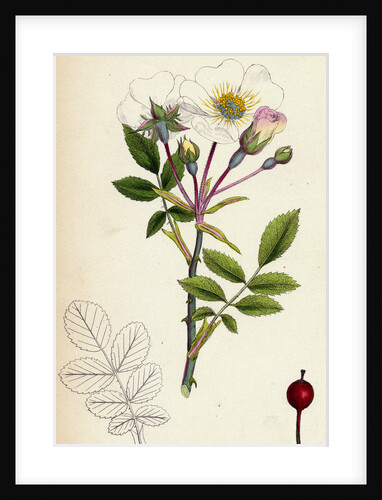 Rosa Arvensis White-Flowered Trailing Rose by Anonymous