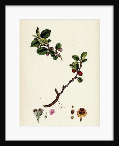Cotoneaster Vulgaris Common Cotoneaster by Anonymous