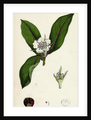 Mespilus Germanica Wild Medlar by Anonymous