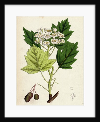 Pyrus Torminalis Wild Service-Tree by Anonymous