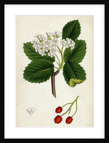 Pyrus Eu-Aria Common White-Beam by Anonymous