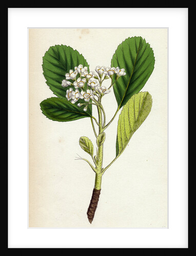 Pyrus Rupicola Rock White-Beam by Anonymous