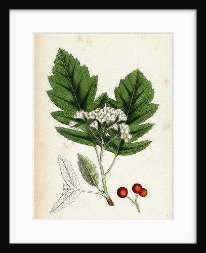 Pyrus Fennica Bastard Mountain-Ash by Anonymous