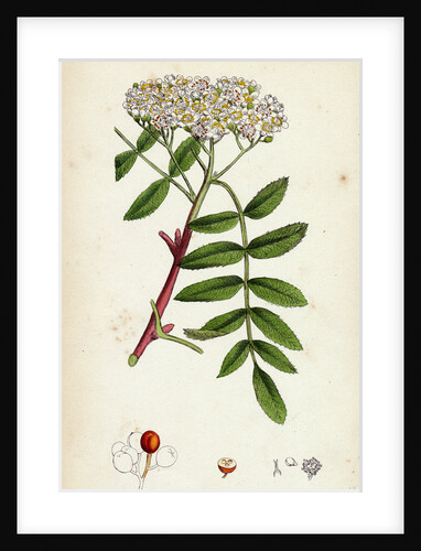 Pyrus Aucuparia Mountain-Ash by Anonymous