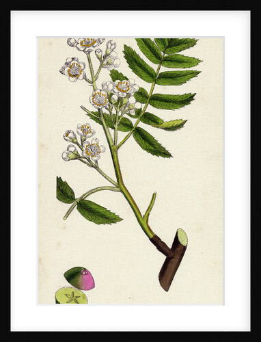 Pyrus Domestica Service-Tree by Anonymous