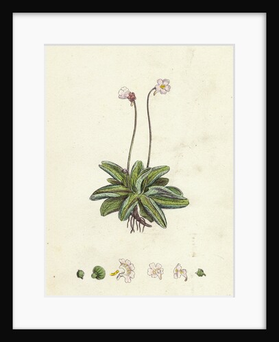 Pinguicula Lusitanica Pale Butterwort by Anonymous