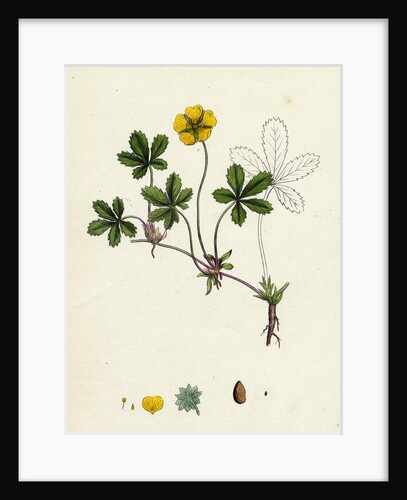 Potentilla Reptans Creeping Cinquefoil by Anonymous