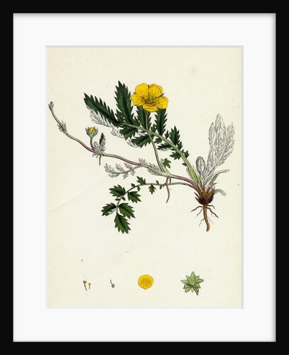 Potentilla Anserina Silver-Weed by Anonymous