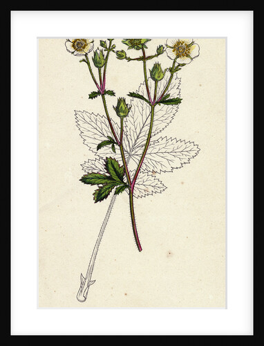 Potentilla Rupestris Strawberry-Flowered Cinquefoil by Anonymous