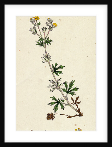 Potentilla Argentea Hoary Cinquefoil by Anonymous