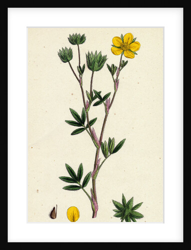 Potentilla Fruticosa Shrubby Cinquefoil by Anonymous