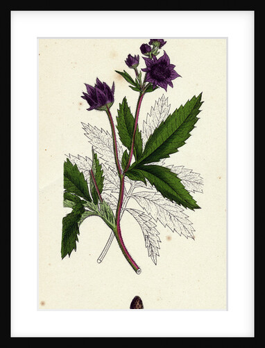 Potentilla Comarum Marsh Cinquefoil by Anonymous