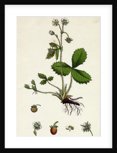 Fragaria Vesca Wild Strawberry by Anonymous