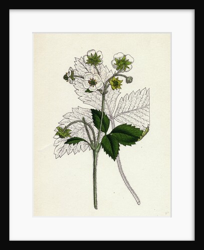 Fragaria Elatior Hautbois Strawberry by Anonymous