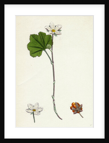 Rubus Chamaemorus Cloudberry by Anonymous