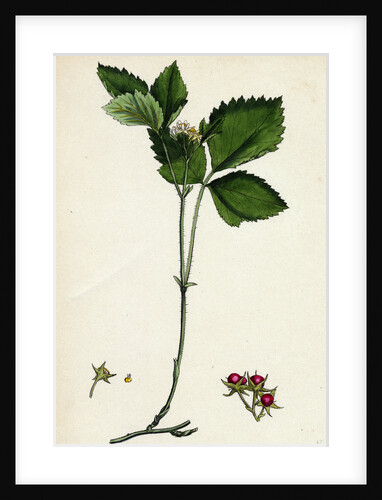 Rubus Saxatilis Stone Bramble by Anonymous