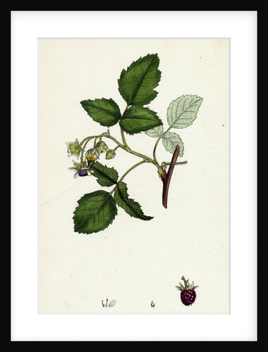 Rubus Idaeus Raspberry by Anonymous