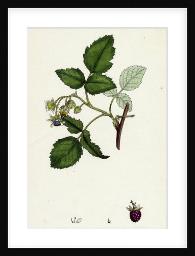 Rubus Idaeus Raspberry by Anonymous