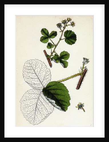 Rubus Leesii Lees' Raspberry by Anonymous