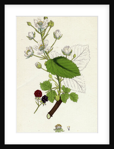 Rubus Suberectus Suberect Bramble by Anonymous