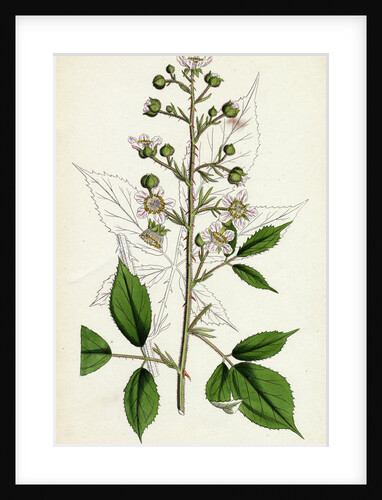 Rubus Radula File-Stemmed Bramble by Anonymous