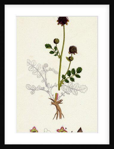 Poterium Sanguisorba Common Salad Burnet by Anonymous