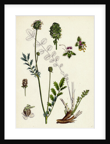Poterium Muricatum Muricated Salad Burnet by Anonymous