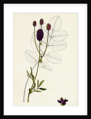 Sanguisorba Officinalis Great Burnet by Anonymous