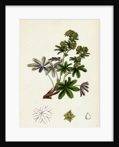 Alchemilla Conjuncta Silvery Lady's-Mantle by Anonymous