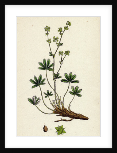 Alchemilla Alpina Alpine Lady's-Mantle by Anonymous