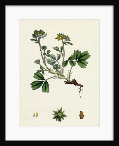 Potentilla Sibbaldia Procumbent Sibbaldia by Anonymous