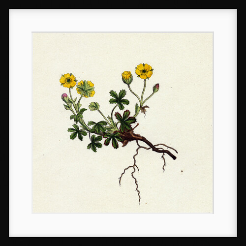 Potentilla Verna Spring Cinquefoil by Anonymous