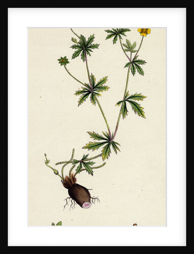 Potentilla Eu-Tormentilla Common Tormentil by Anonymous