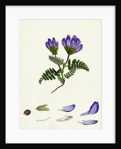 Astragalus Hypoglottis Purple Milk-Vetch by Anonymous