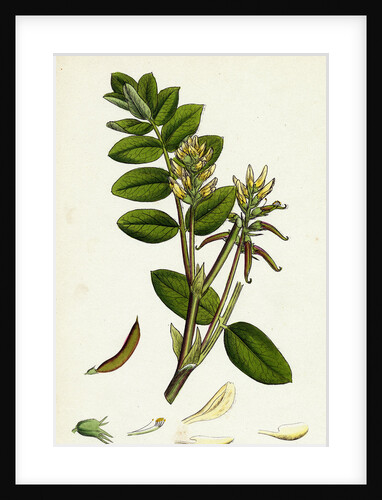 Astragalus Glycyphyllus Sweet Milk-Vetch by Anonymous